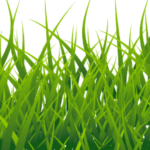 Grass 900x250