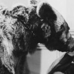 Beer op bank 698x200